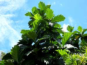 Artocarpus odoratissimus_1 JdR.JPG